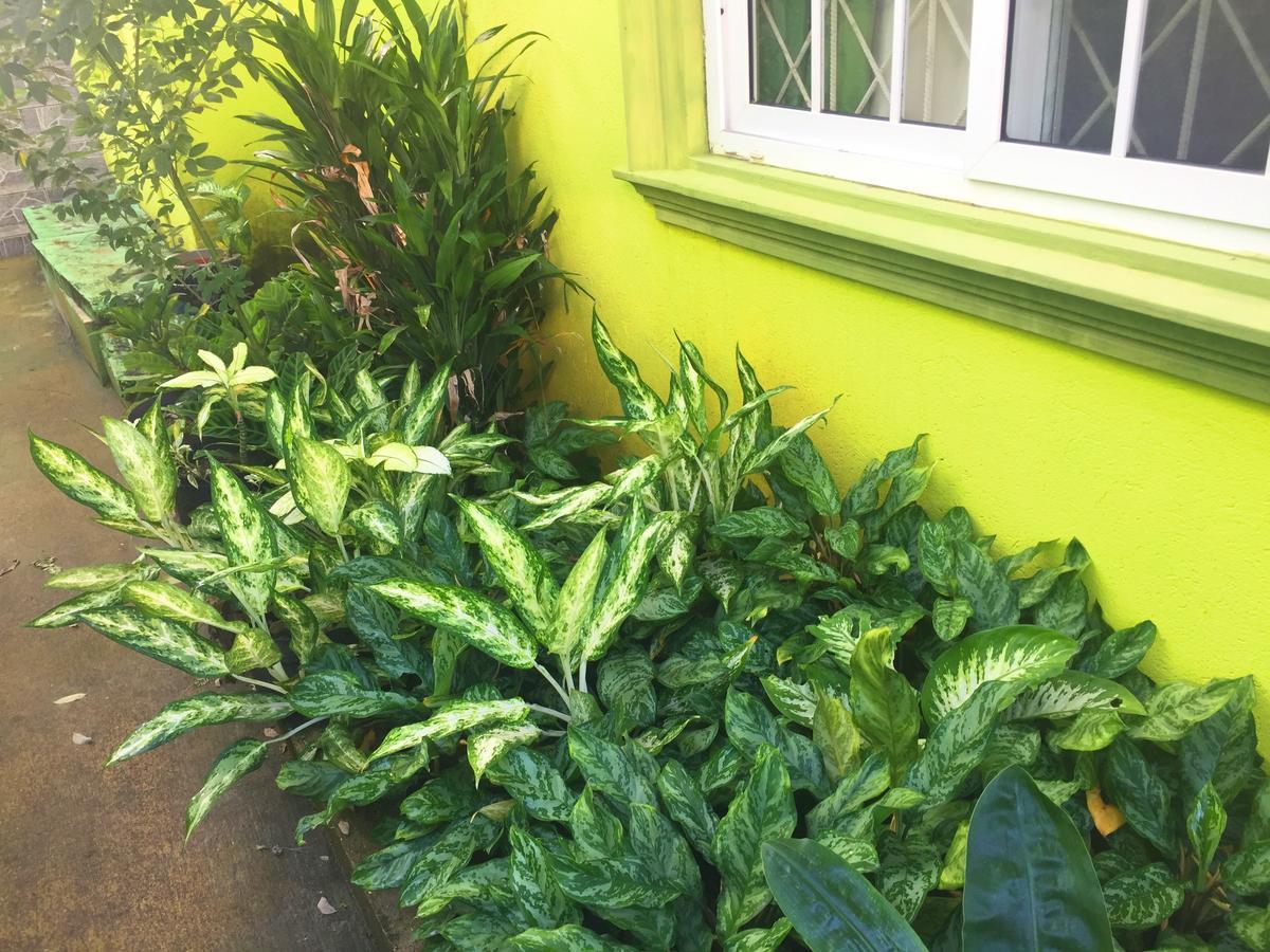 Yaad Hostel Teluk Montego Bagian luar foto